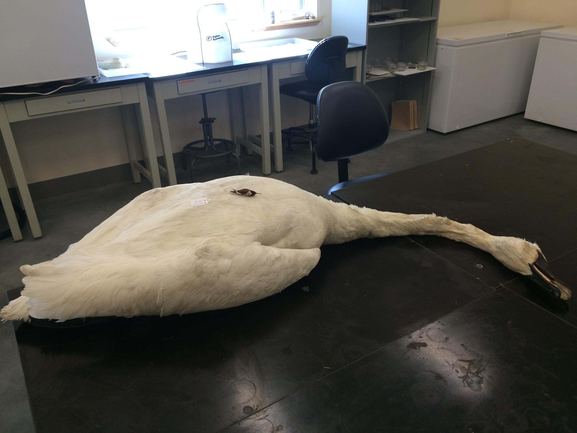 Yukon's largest bird (Trumpeter Swan) and smallest bird (Ruby-throated Hummingbird)