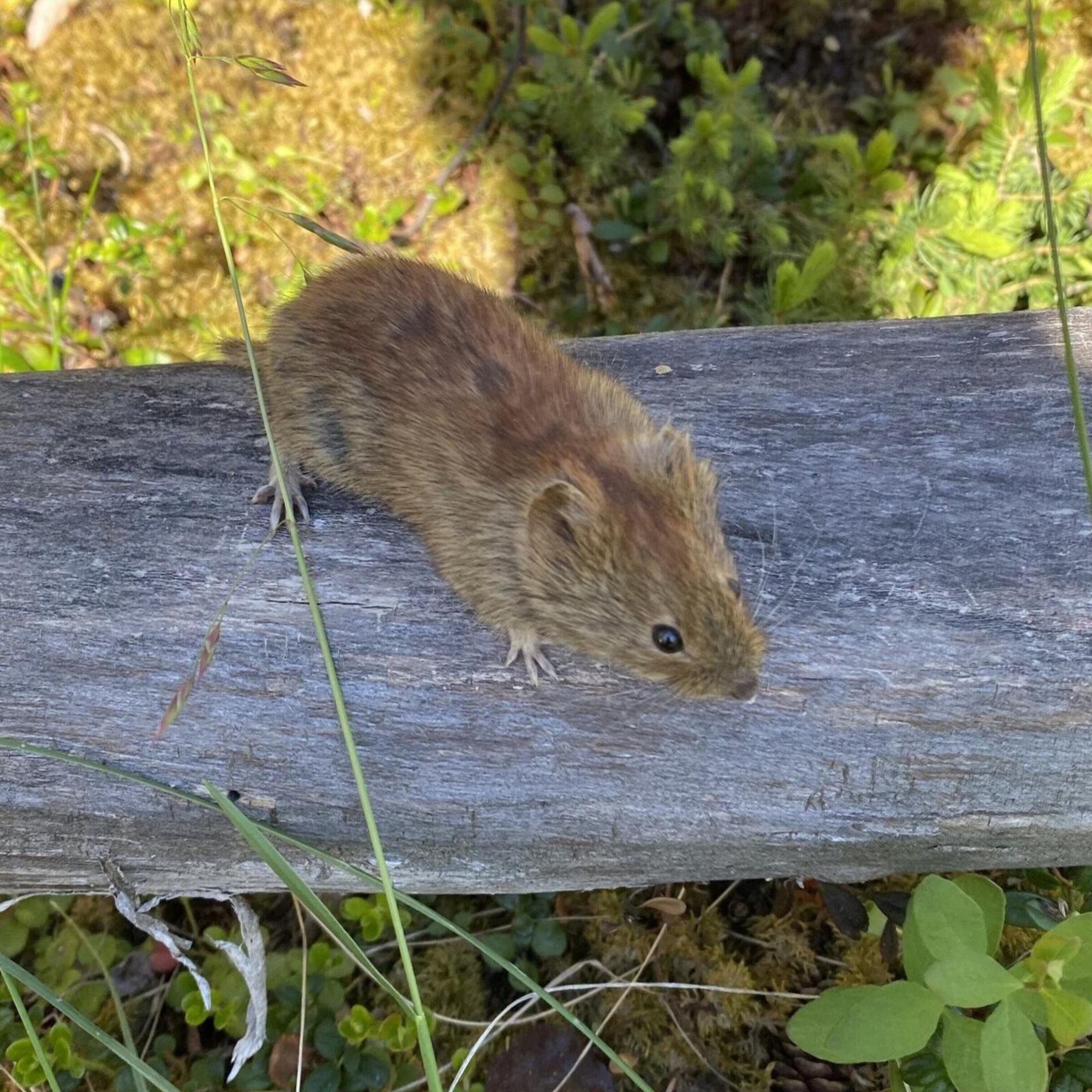 vole