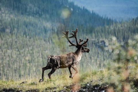 Boreal caribou. Photo credit: Gabriel Rivest